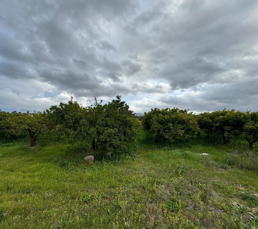 Alhaurín el Grande, Andalucía, ,Casa,Comprar,1086